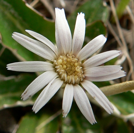 {Chaptalia tomentosa}